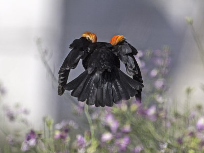 Red-winged Blackbird _4129938.jpg