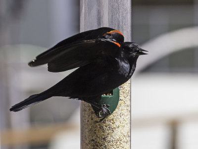 Red-winged Blackbird _4140154.jpg