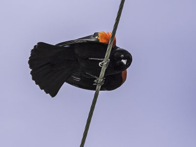 Red-winged Blackbird _4190677.jpg