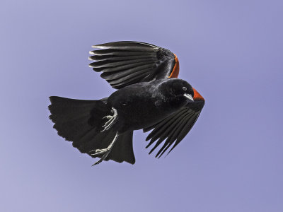 Red-winged Blackbird _4190681.jpg