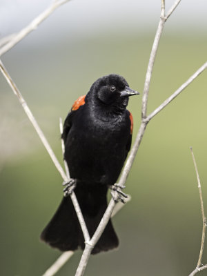 Red-winged Blackbird _4190736.jpg