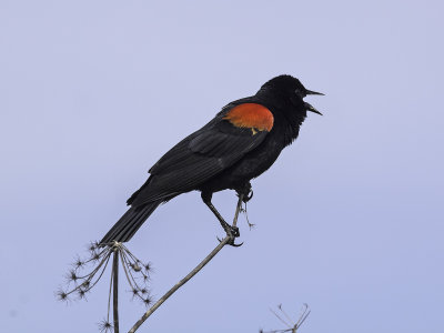 Red-winged Blackbird _4190762.jpg