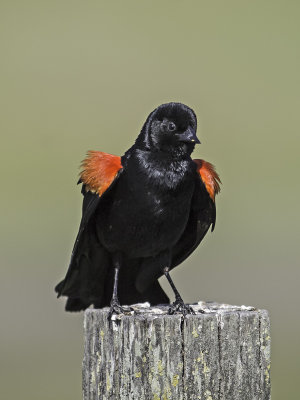 Red-winged Blackbird _4221031.jpg