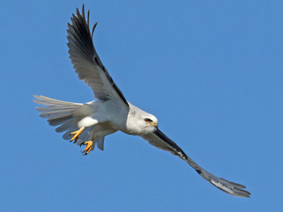 White-tailed Kite _1319474.jpg