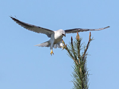 White-tailed Kite _1319522.jpg
