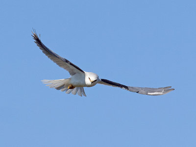 White-tailed Kite _1319554.jpg
