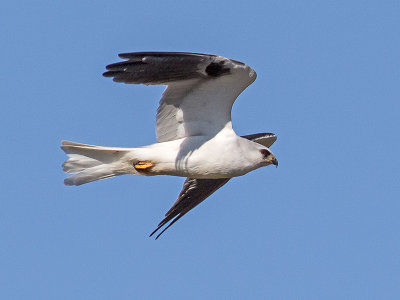 White-tailed Kite _1319558.jpg