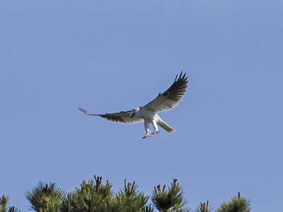 White-tailed Kite _3089480.jpg