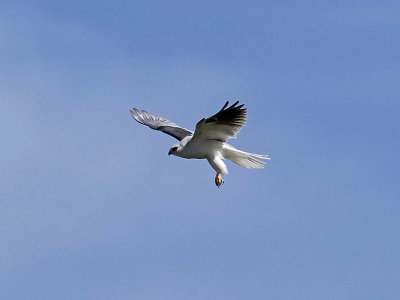 White-tailed Kite _3089531.jpg