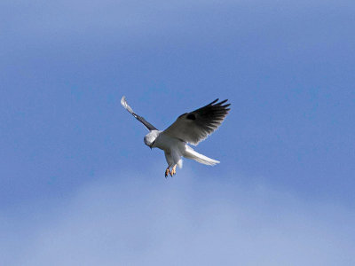 White-tailed Kite _3089538.jpg