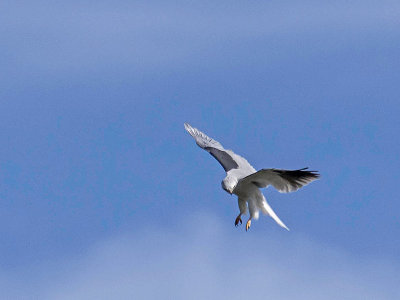 White-tailed Kite _3089539.jpg