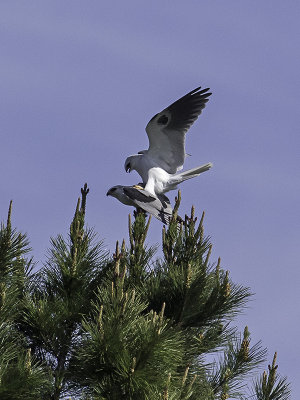 White-tailed Kites mating _3089554.jpg