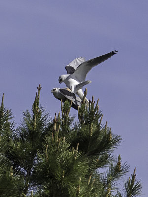 White-tailed Kites mating _3089555.jpg