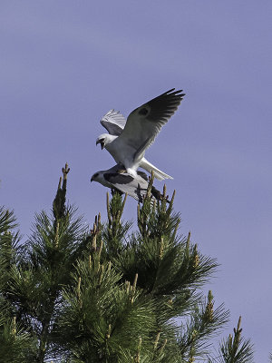 White-tailed Kites mating _3089556.jpg