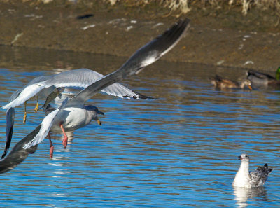 Gull with fish _A216687-01.jpg