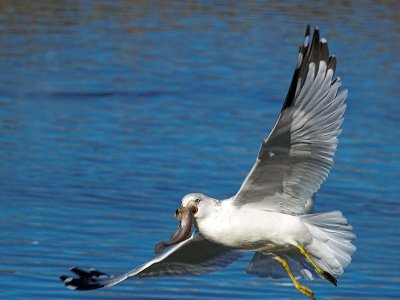 Gull with Humming Toadfish _A216743-01r.jpg