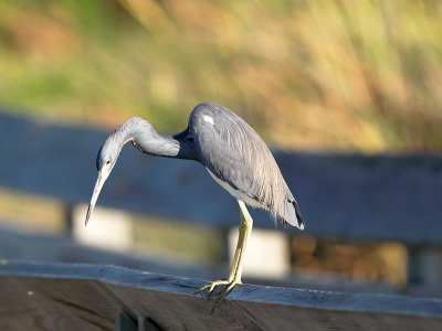 Tri-colored Heron  _B267263-01.jpg