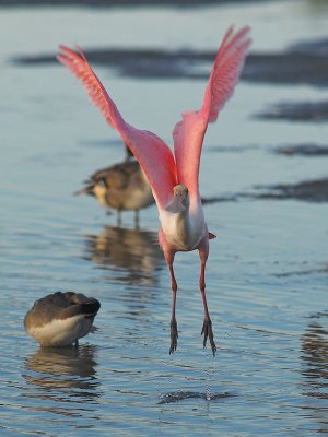 Spoonbill_B267369-01.jpg