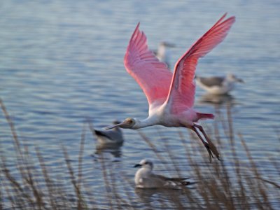 Spoonbill_B267371-01.jpg