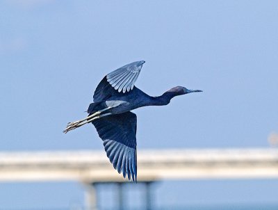 Other Herons