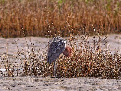 Reddish_B277478-01cropped.jpg