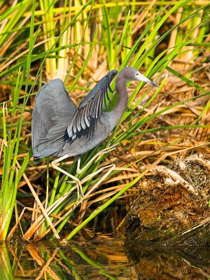 Little Blue Heron _B287663-01cV.jpg