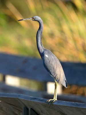 Tri-colored Heron _B267270-02.jpg