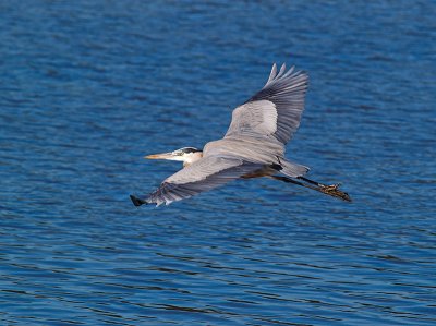 Great Blue Heron _C228941-01.jpg