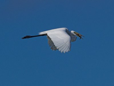Great Egret with fish _1054188-01.jpg