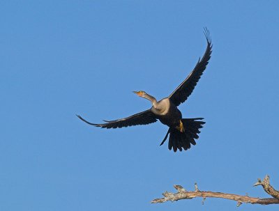Anhinga _1054181-01.jpg