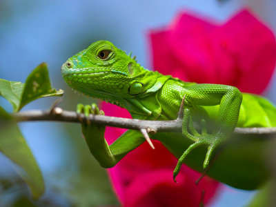 Iguana_1044002-01.jpg