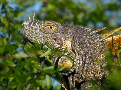 Iguanas and Lizards
