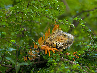 Iguana_1088747-01.jpg