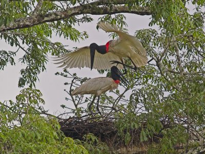 Courting Jabirus  _1199596RRPavek