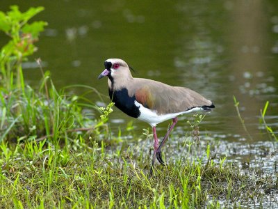 Southern Lapwing _1044061-01.jpg