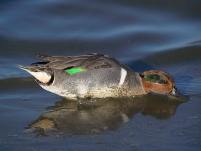 Green-winged Teal _1239706-01.jpg