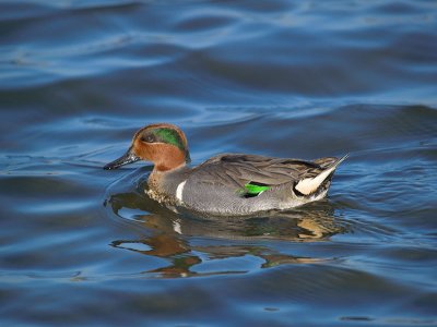 Green-winged Teal _1239714-01.jpg