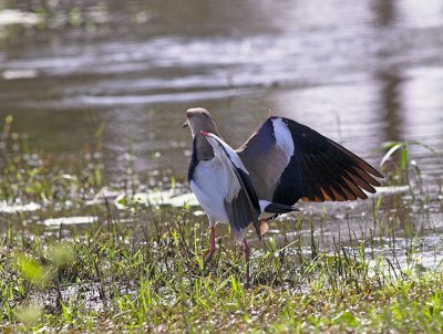 Southern Lapwing _1124409-01.jpg