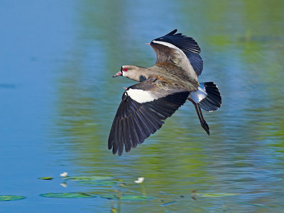 Southern Lapwing _1134502-01.jpg