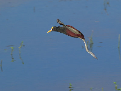 Northern Jacana _1199537-01cr.jpg