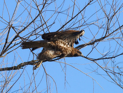 Red-tailed Hawk _2189979-01.jpg