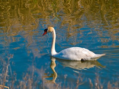 Swans & Geese
