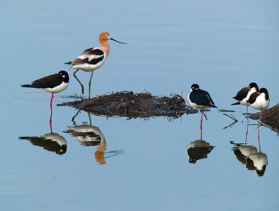 Avocet and Stilts _3050202.jpg