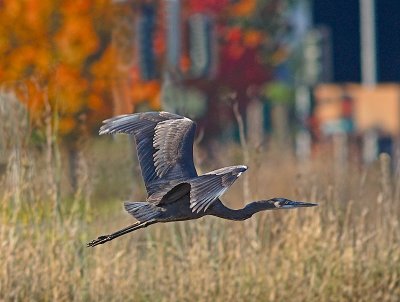 Great Blue Heron _C078175-01.jpg