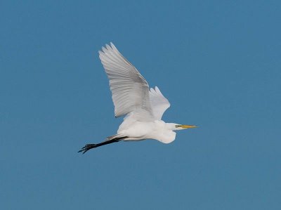 Great Egret _3311031.jpg