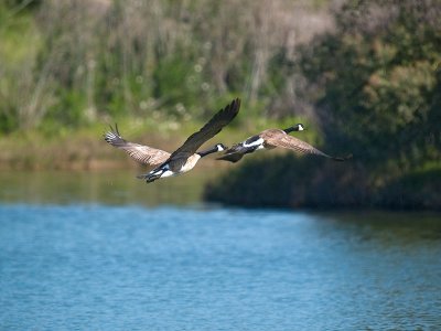 Canada Geese _4021197.jpg