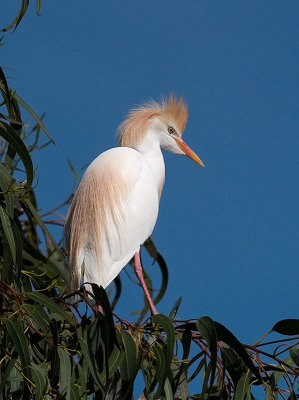 Other Egrets