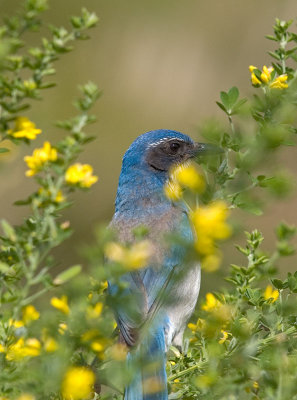 Western Scrub Jay _4226135c.jpg