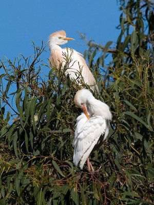 Cattle Egret Pair _5041568.jpg