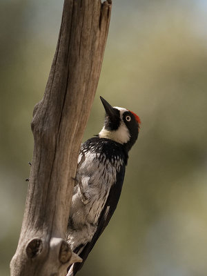 Acorn Woodpecker _5096613.jpg